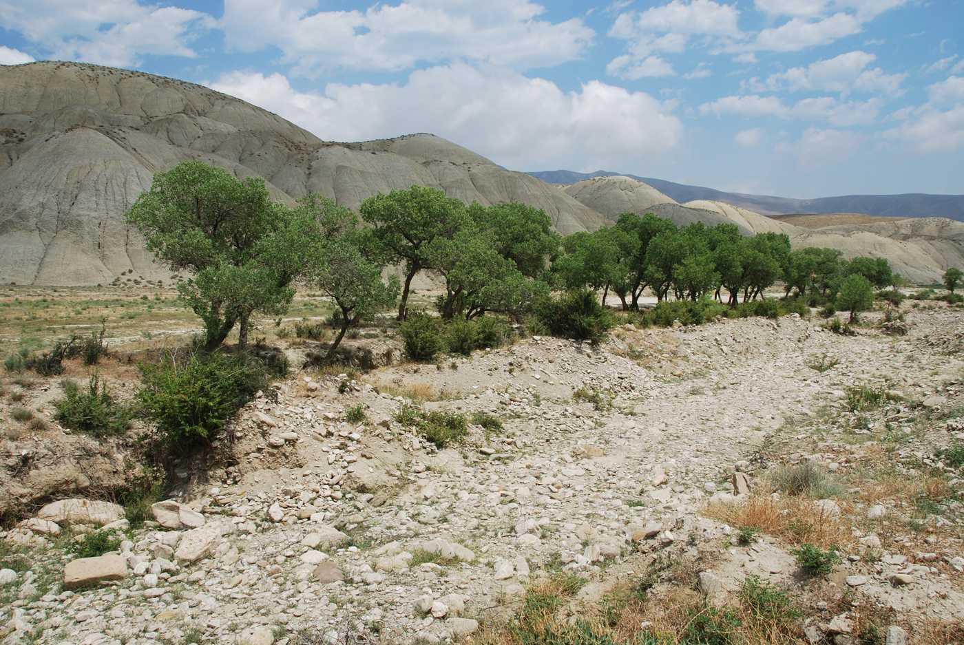 Изображение особи Populus euphratica.