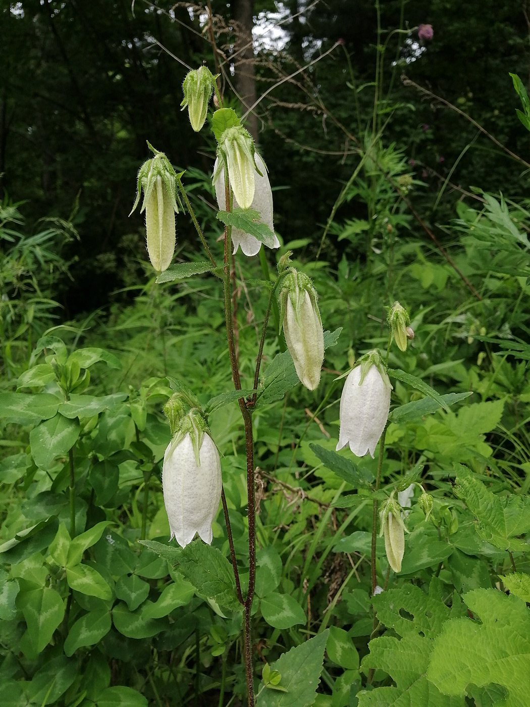 Изображение особи Campanula punctata.