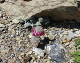 Oxytropis trichocalycina