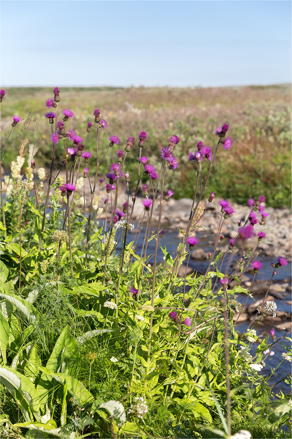 Изображение особи Cirsium heterophyllum.