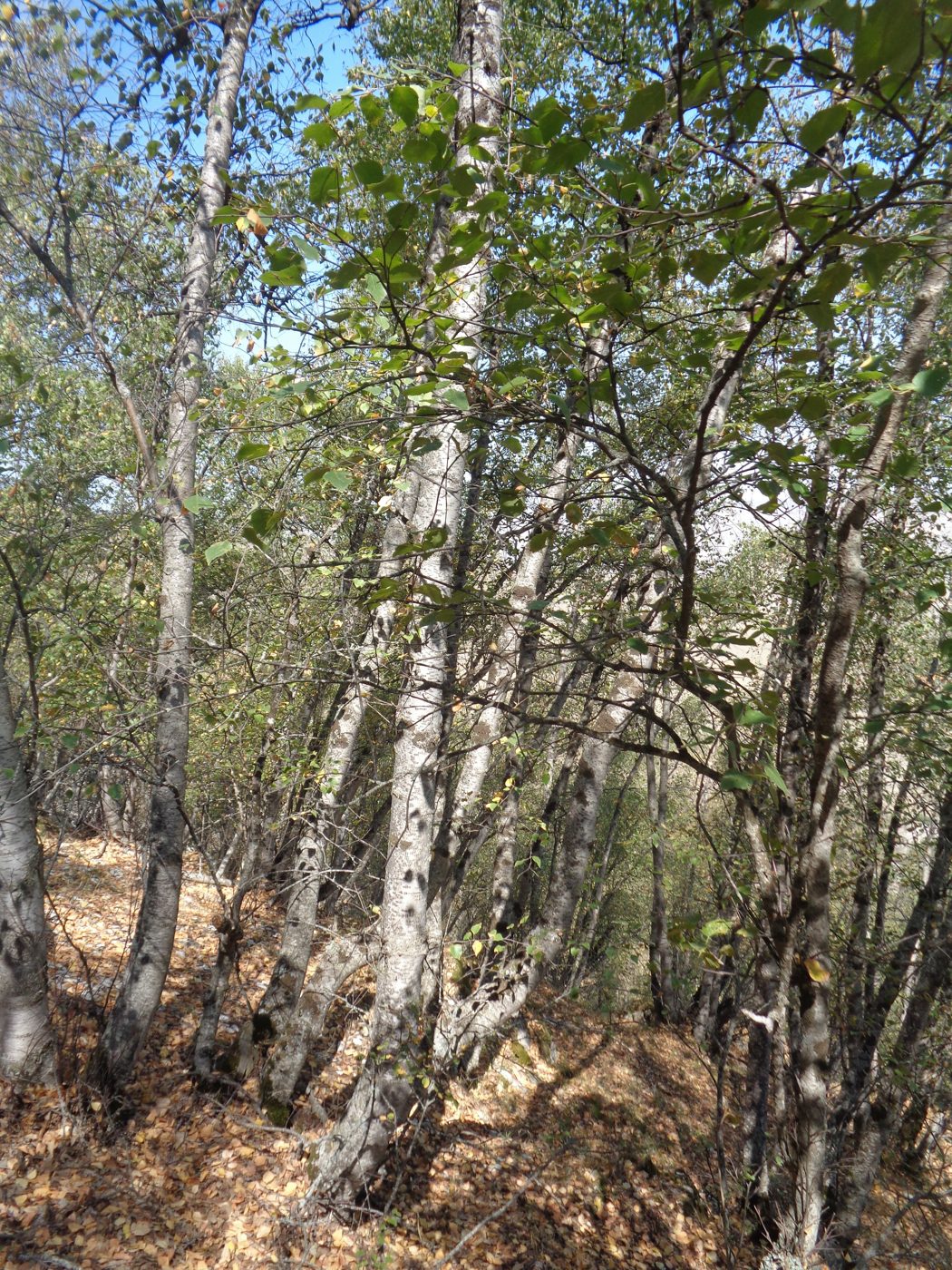 Image of Betula litwinowii specimen.