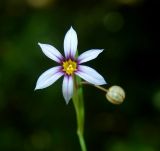 Sisyrinchium rosulatum