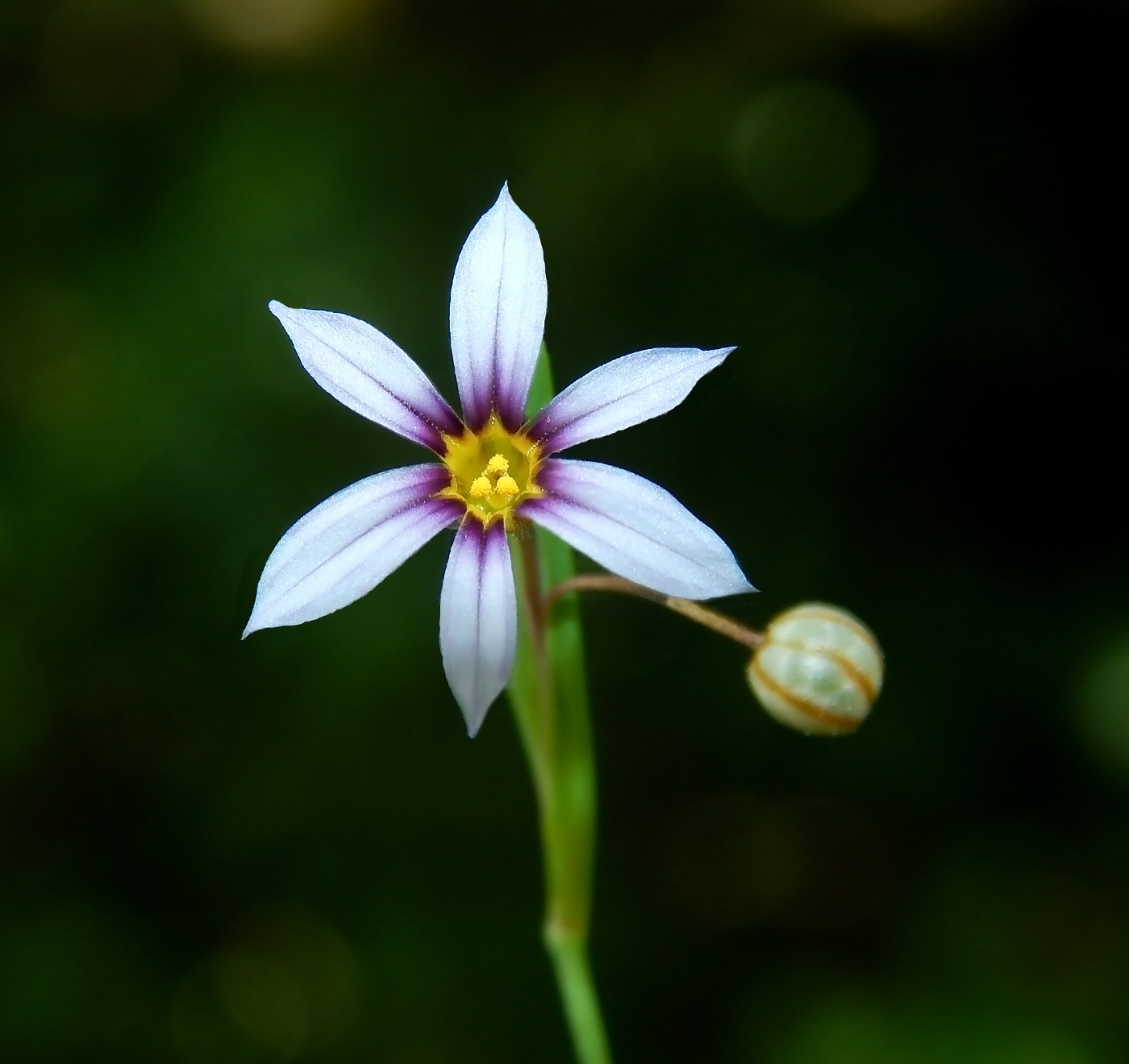 Image of Sisyrinchium rosulatum specimen.