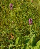 Betonica officinalis