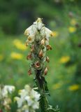 Pedicularis compacta. Верхушка генеративного побега. Республика Алтай, Усть-Коксинский р-н, окр. с. Мульта, перешеек между Нижним и Средним Мультинскими озёрами, поляна в сосновом лесу с кустами Dasiphora fruticosa (s.l.). 09.07.2021.