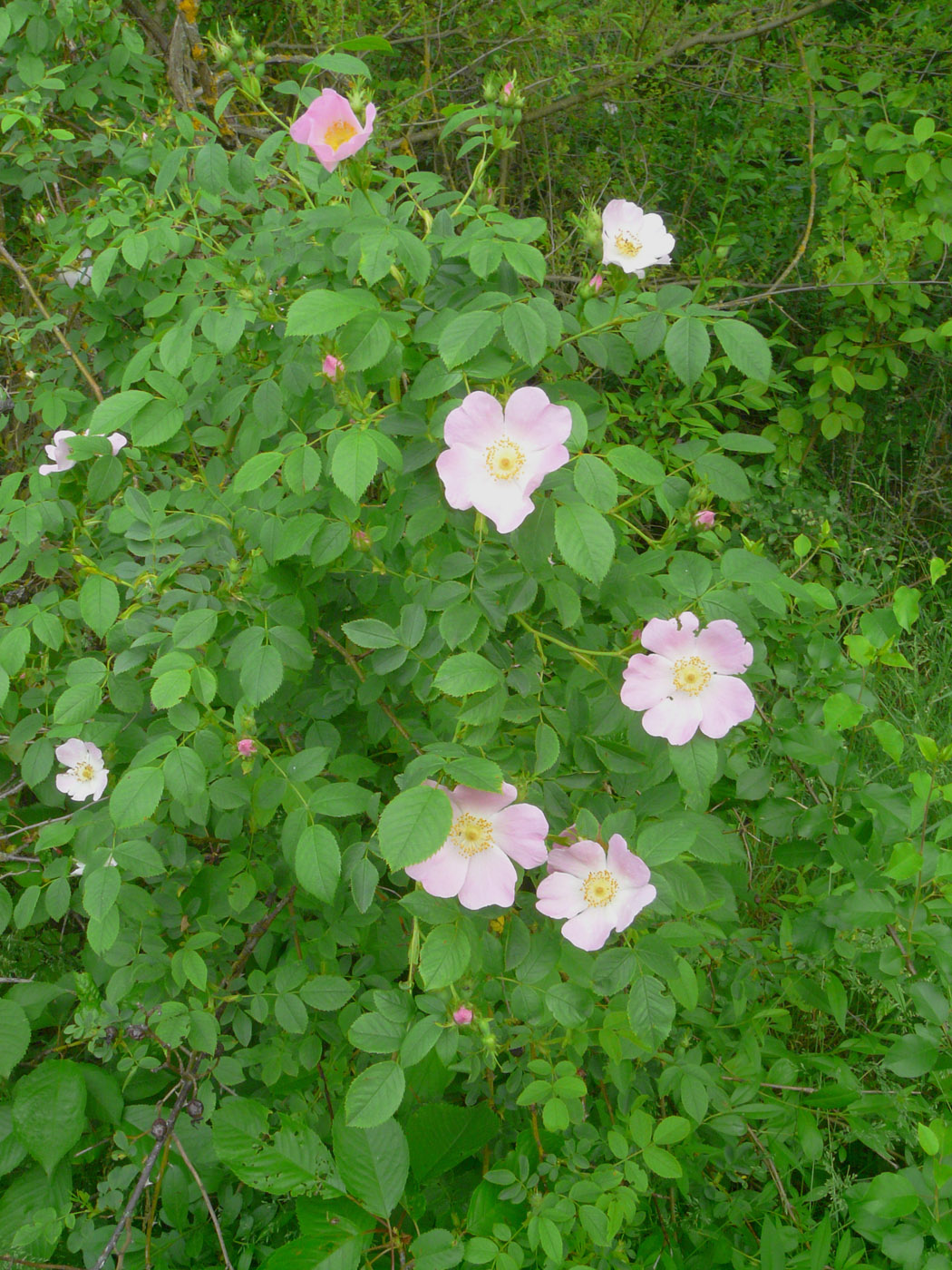 Image of genus Rosa specimen.
