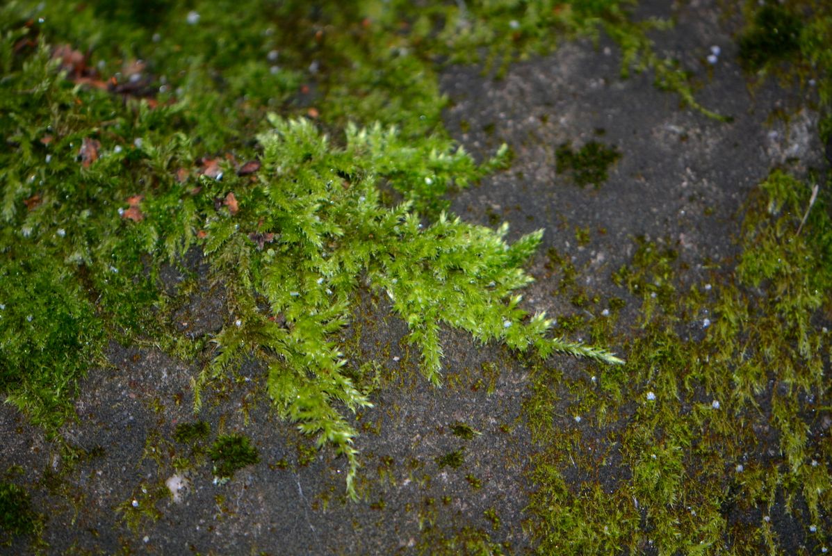 Image of Brachythecium rutabulum specimen.