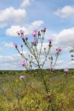 Centaurea stoebe