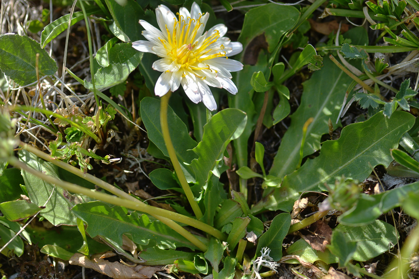 Image of Taraxacum confusum specimen.