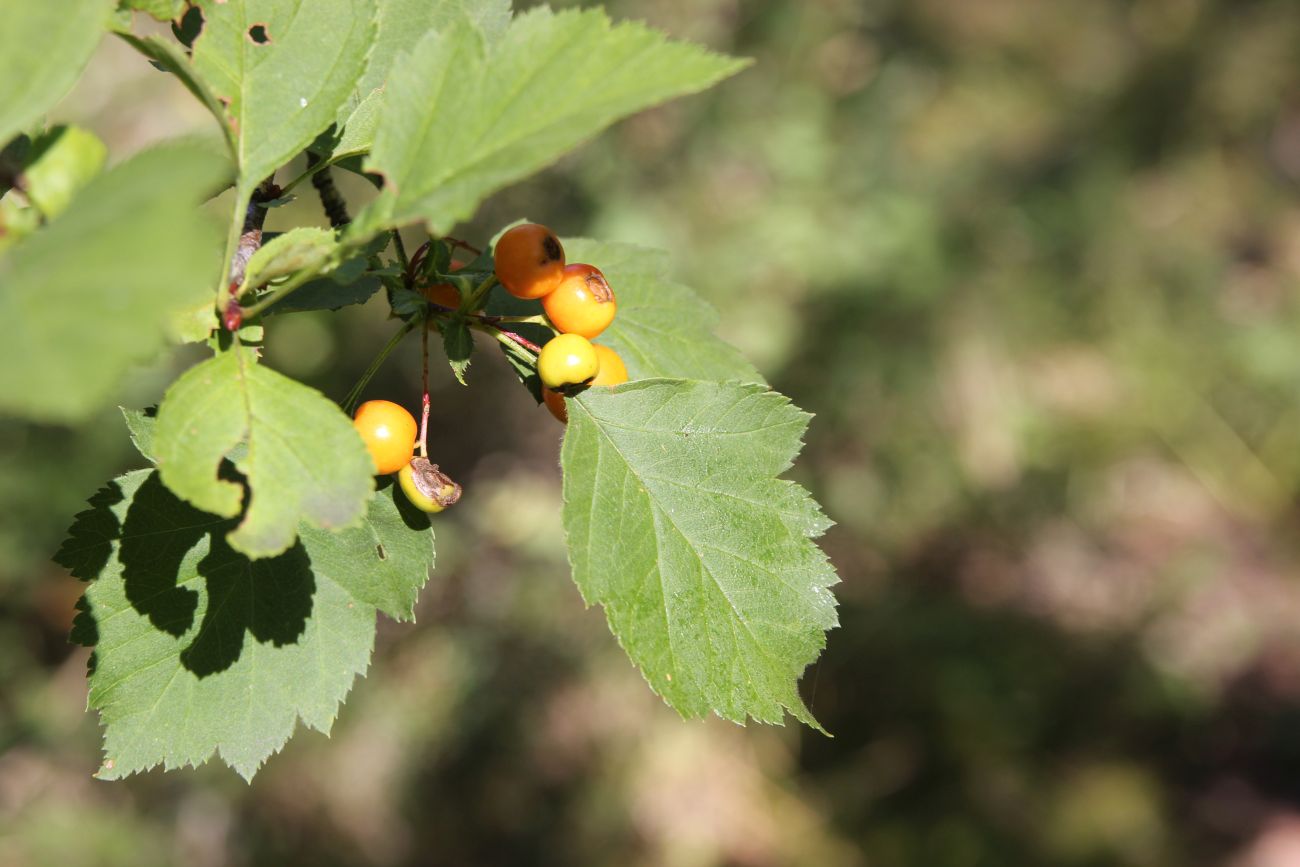 Image of Crataegus korolkowii specimen.