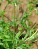 genus Papaver. Бутон. Азербайджан, Масаллинский р-н. 14.04.2010.