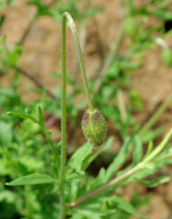 Изображение особи род Papaver.