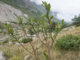 Salix caucasica. Ветви с соплодиями. Кабардино-Балкария, Черекский р-н, Кабардино-Балкарский высокогорный заповедник, Черек-Безенгийское ущелье, ≈ 2100 м н.у.м., субальпийский луг. 16.08.2021.