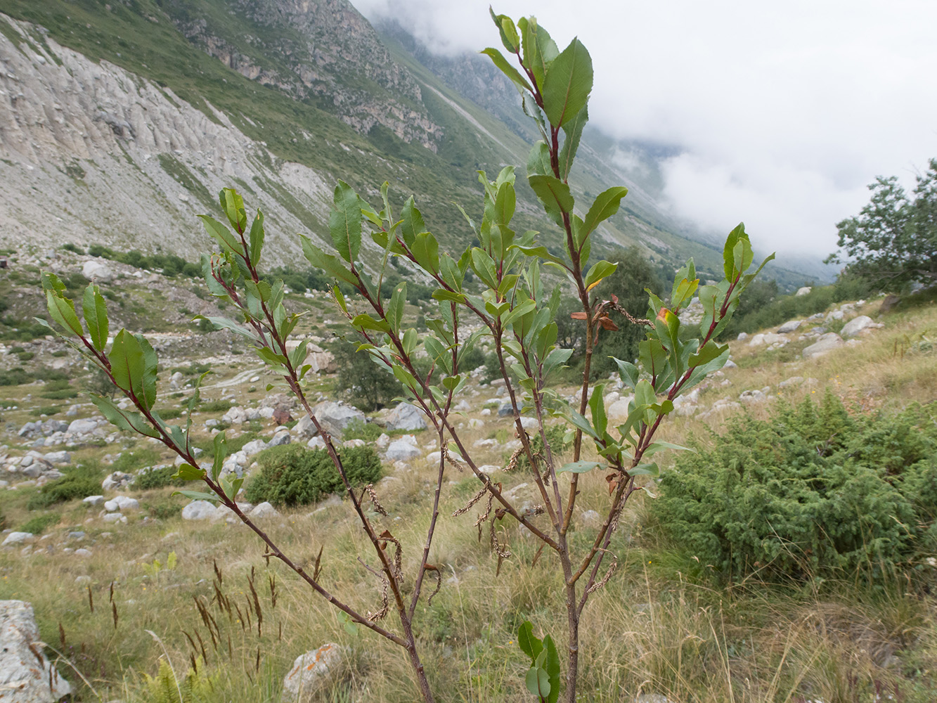 Image of Salix caucasica specimen.