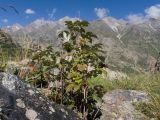 Rubus idaeus. Плодоносящее растение. Кабардино-Балкария, Черекский р-н, Кабардино-Балкарский высокогорный заповедник, Мижиргийское ущелье, ≈ 2350 м н.у.м., отложенная боковая морена, субальпийский луг. 17.08.2021.