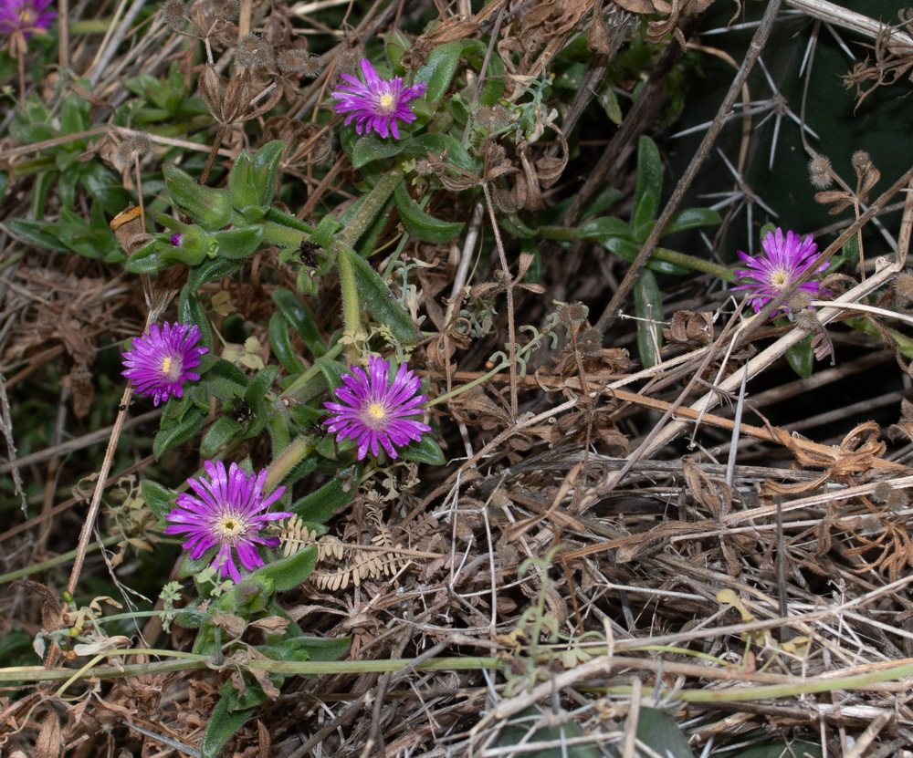 Изображение особи семейство Aizoaceae.