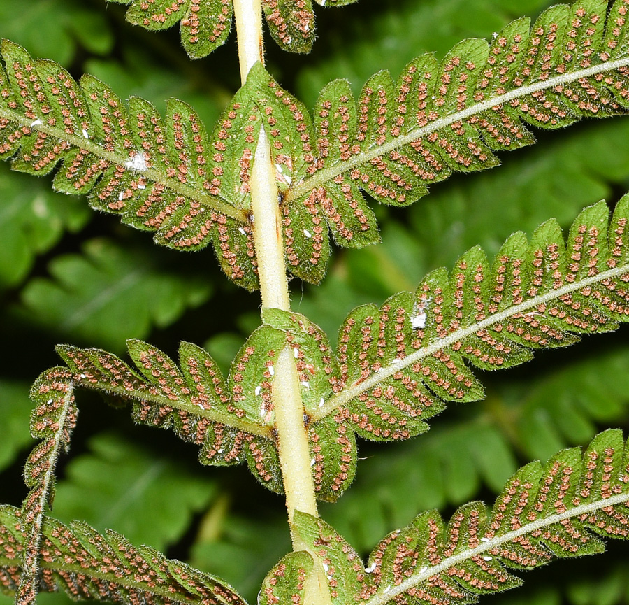 Image of Thelypteris kunthii specimen.