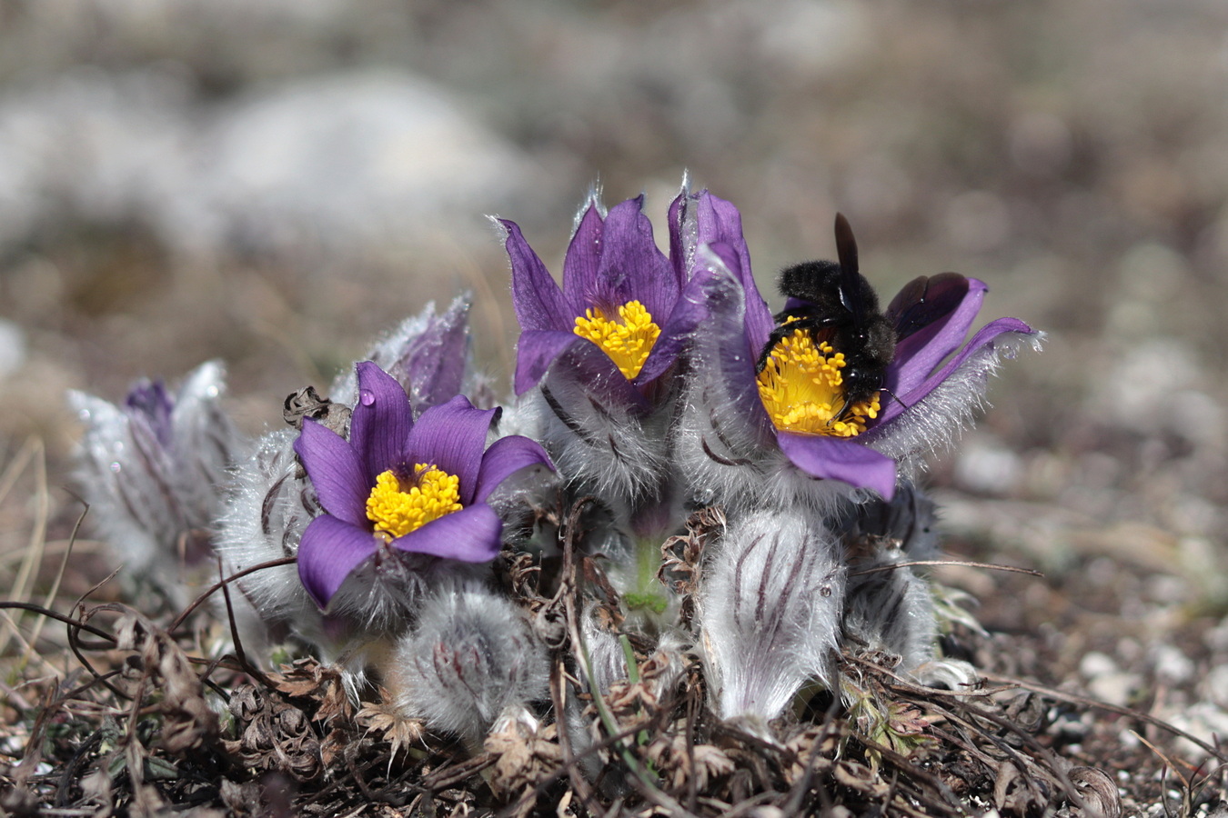 Изображение особи Pulsatilla taurica.