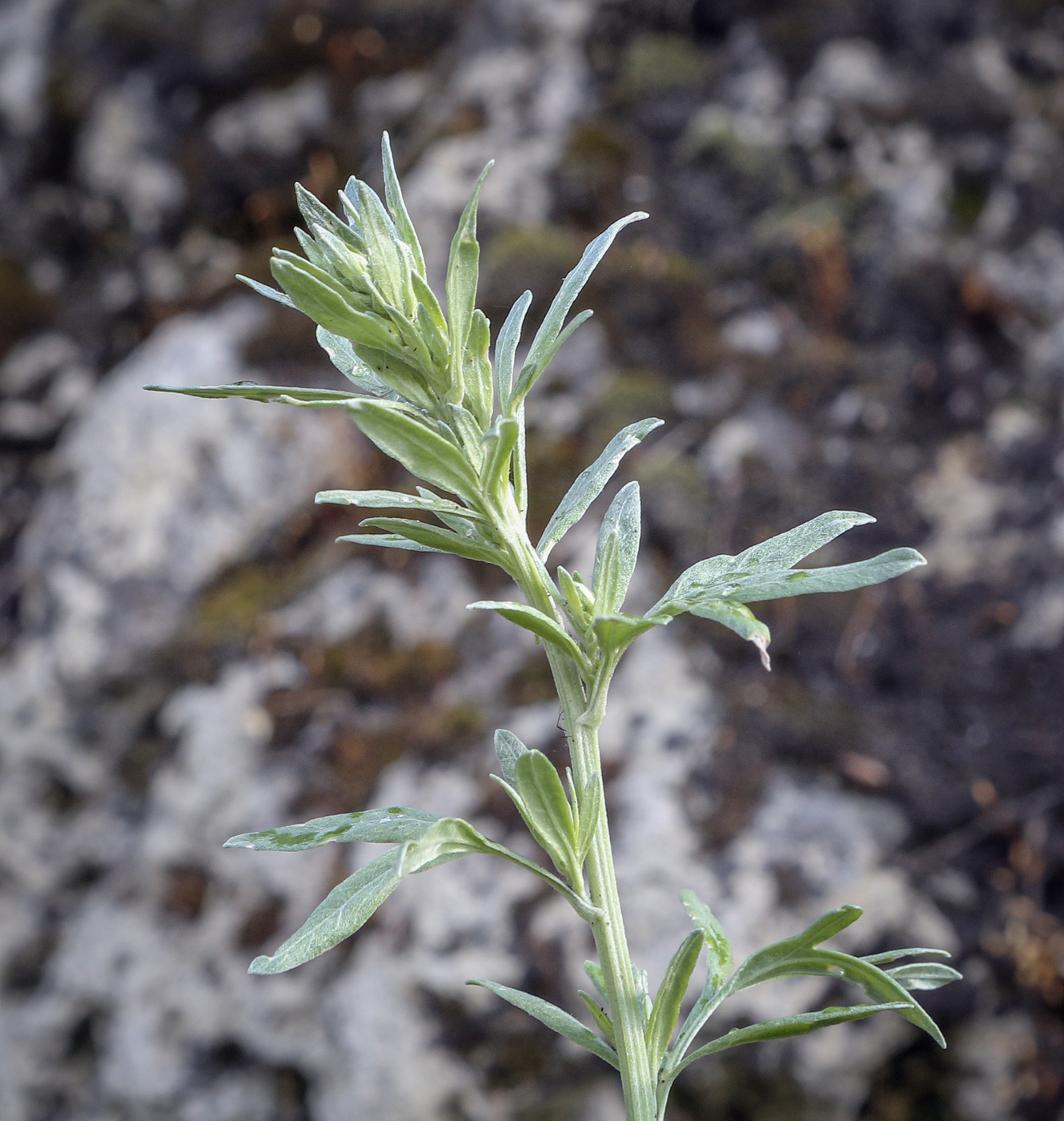 Image of Artemisia absinthium specimen.