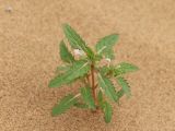 Chamaesphacos ilicifolius