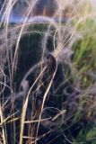 Stipa pennata