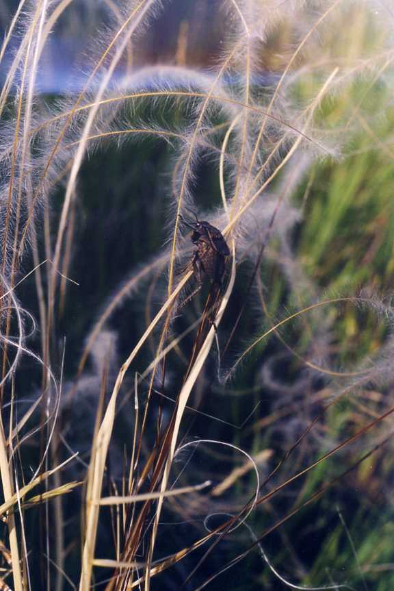 Image of Stipa pennata specimen.