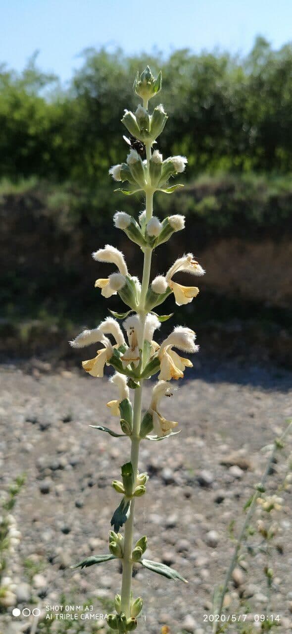 Изображение особи Phlomoides nuda.