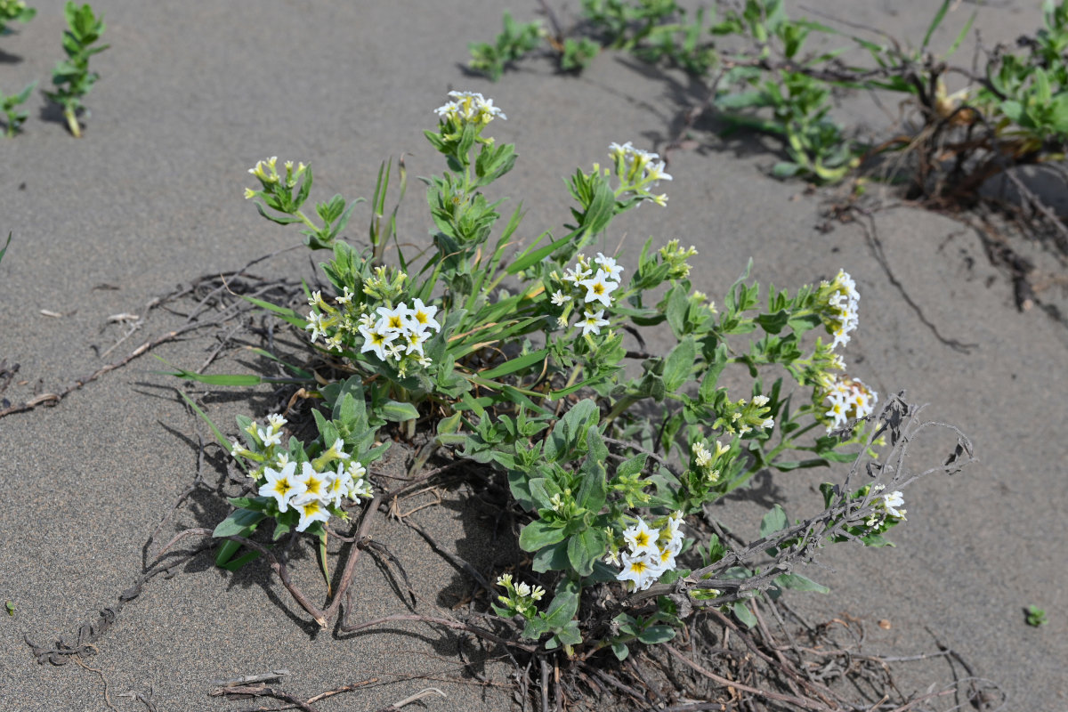 Изображение особи Argusia sibirica.