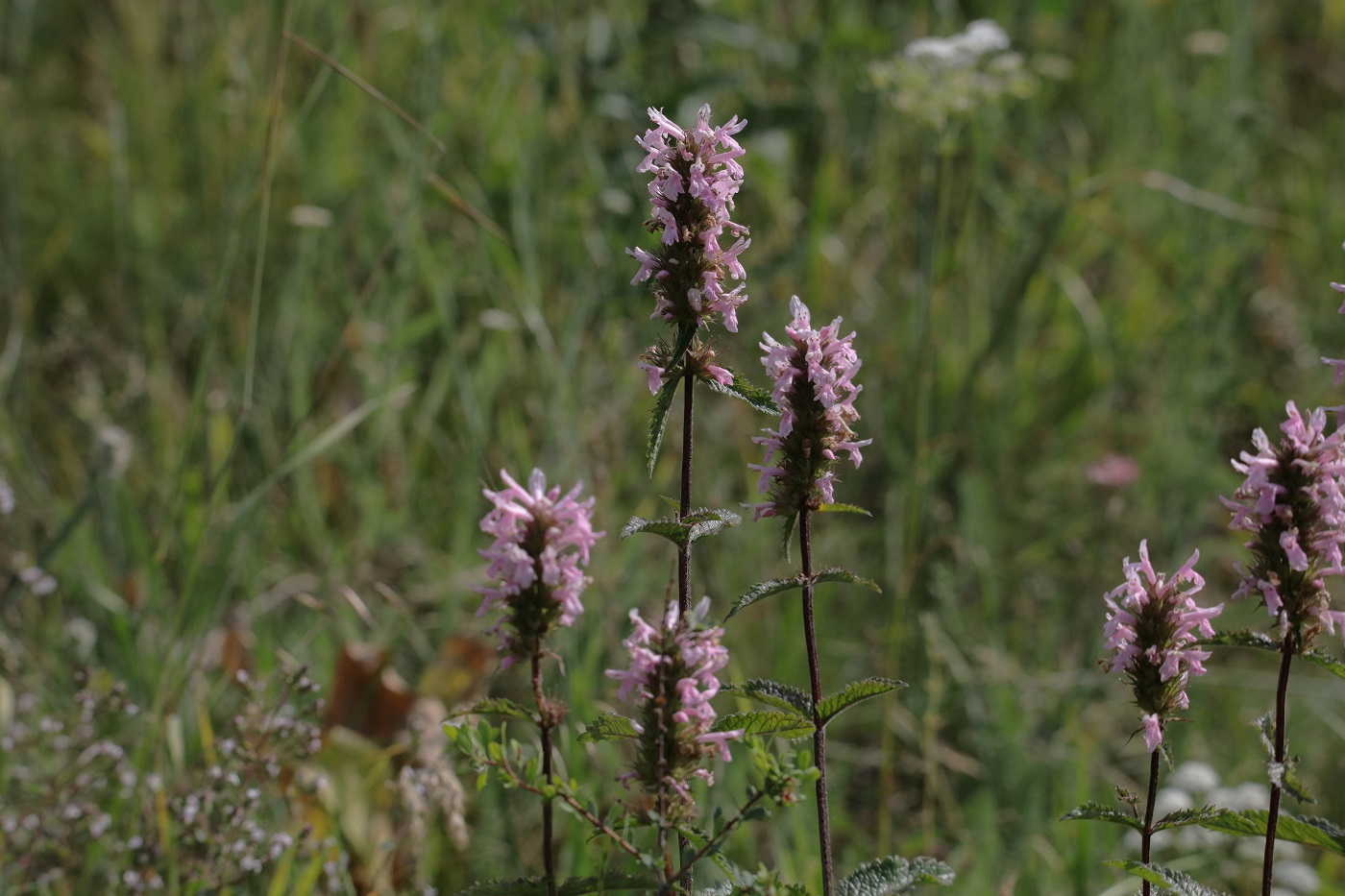 Изображение особи Betonica betoniciflora.