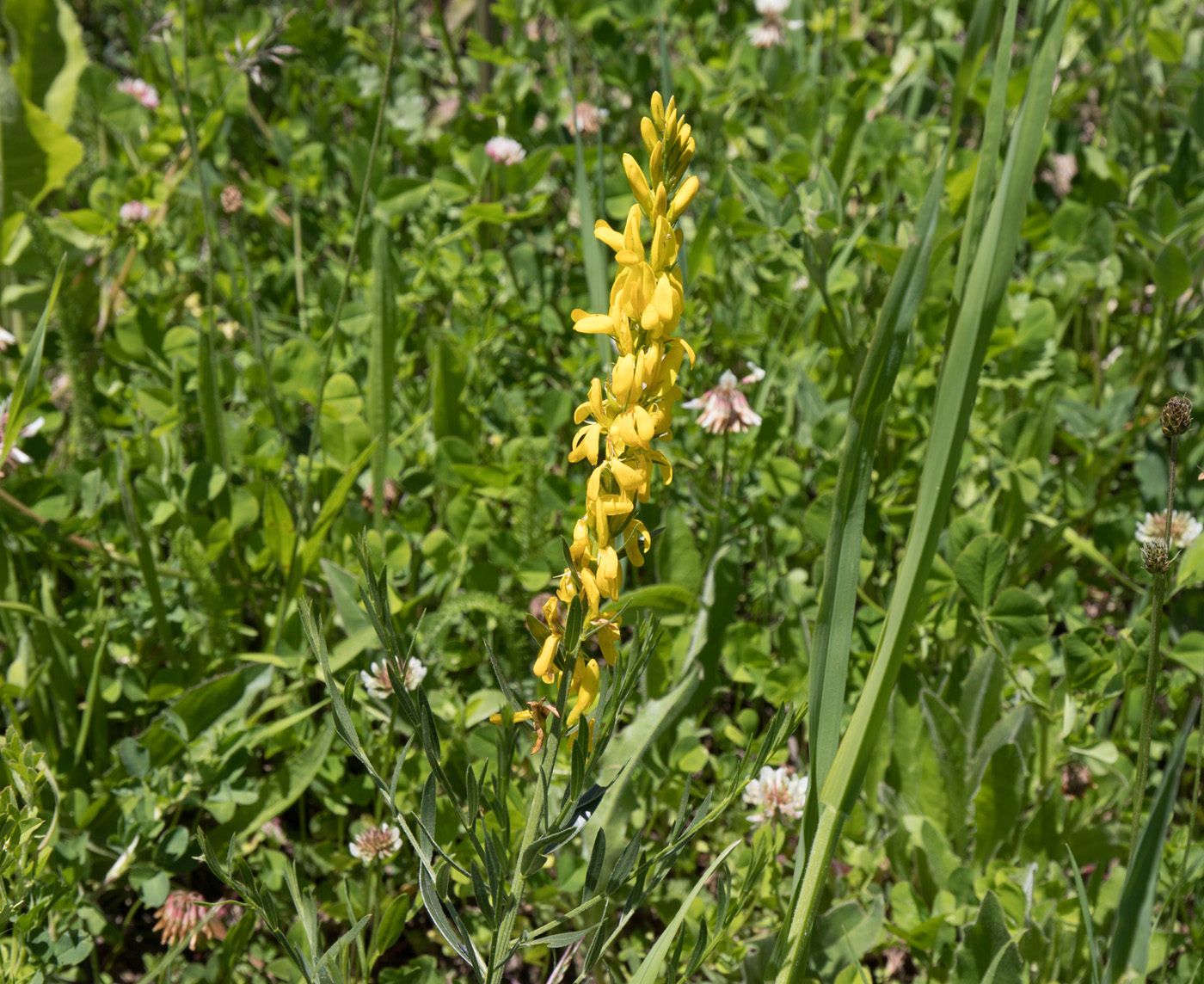 Image of Genista patula specimen.