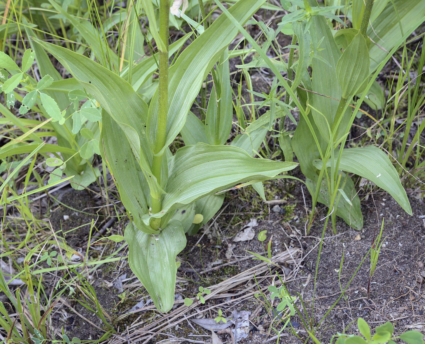 Изображение особи Epipactis palustris.