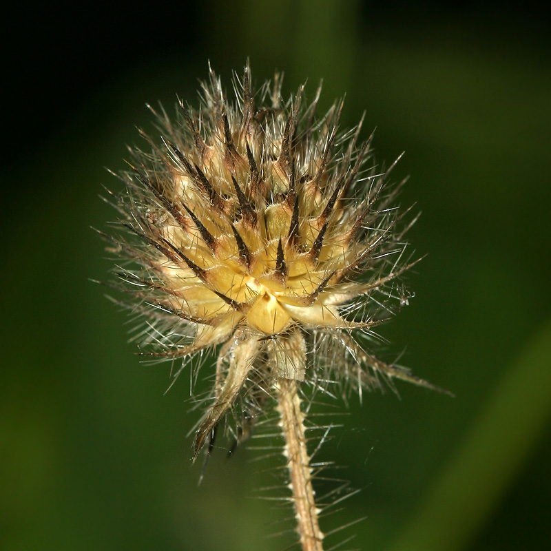 Изображение особи Dipsacus pilosus.