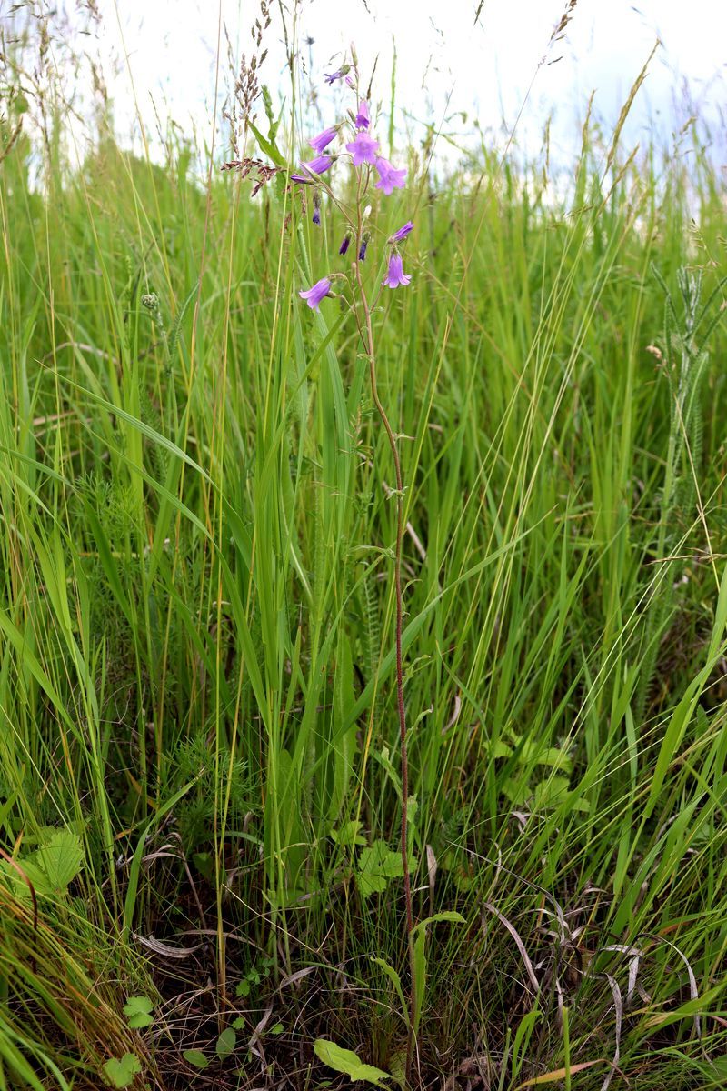 Image of Campanula sibirica specimen.