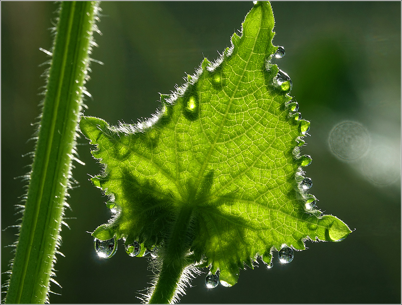 Изображение особи Cucumis sativus.