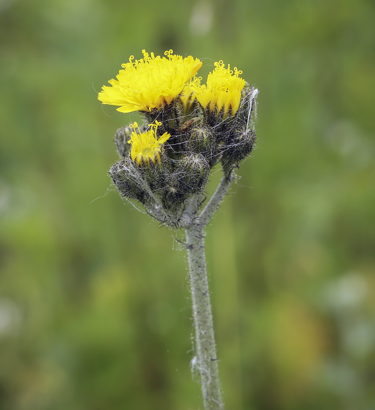 Image of genus Pilosella specimen.