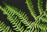 Athyrium filix-femina