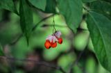 Euonymus verrucosus. Плоды. Московская обл., Сергиево-Посадский р-н, долина р. Пажа, смешанный лес. 25.08.2021.