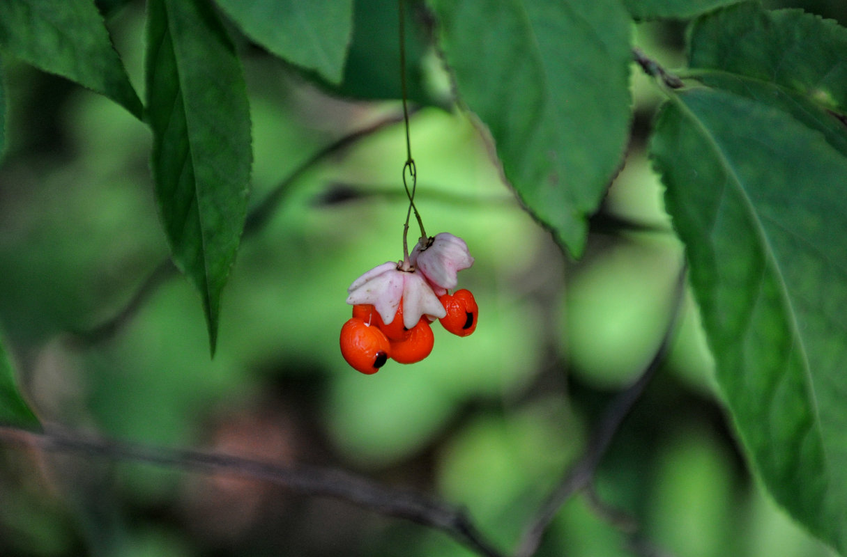 Image of Euonymus verrucosus specimen.