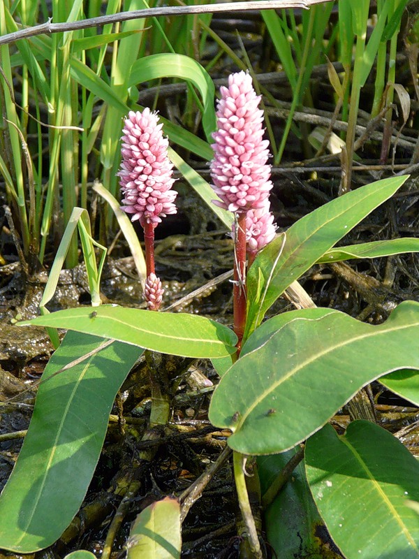 Image of Persicaria amphibia specimen.