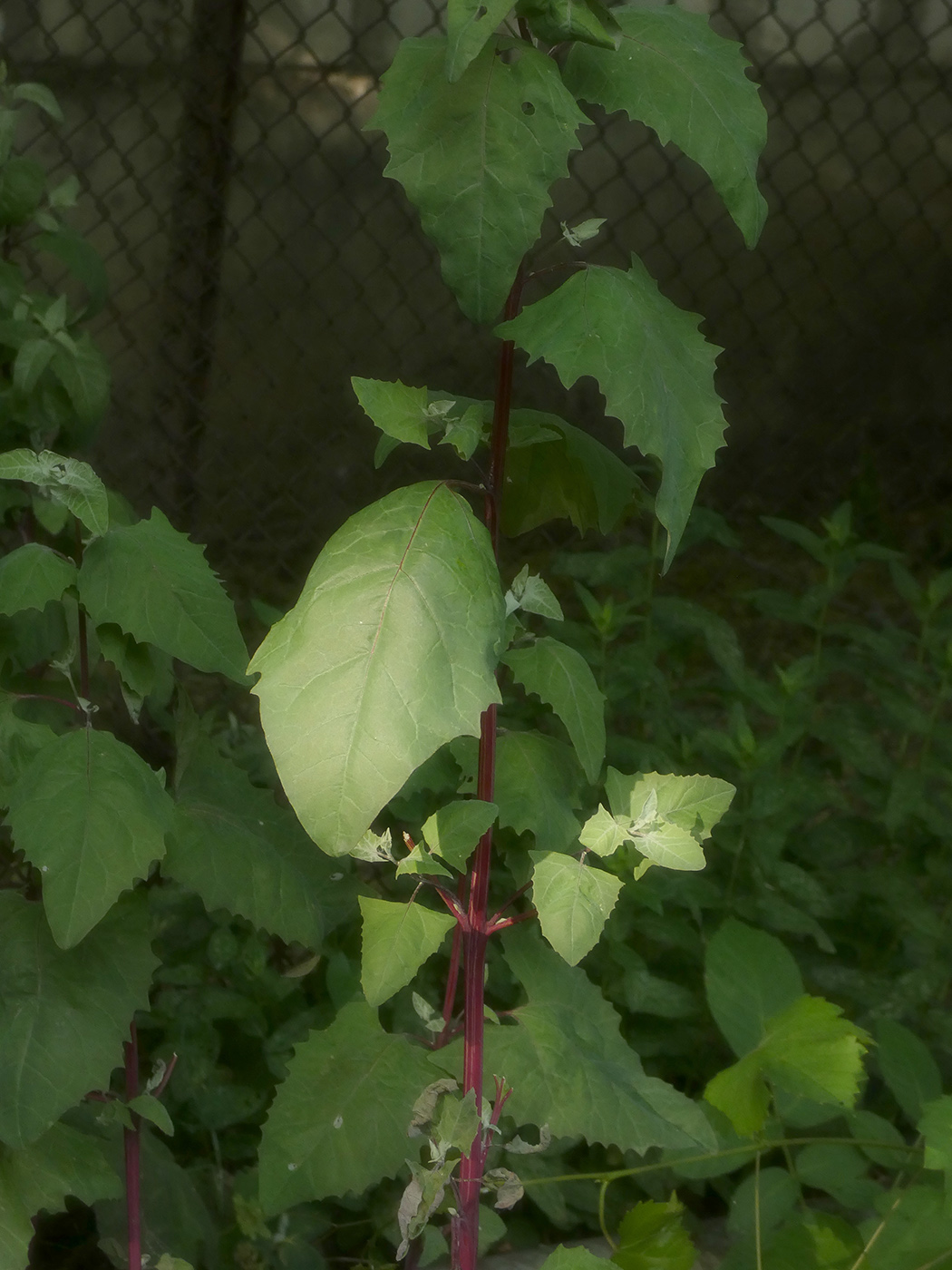 Image of Atriplex hortensis specimen.