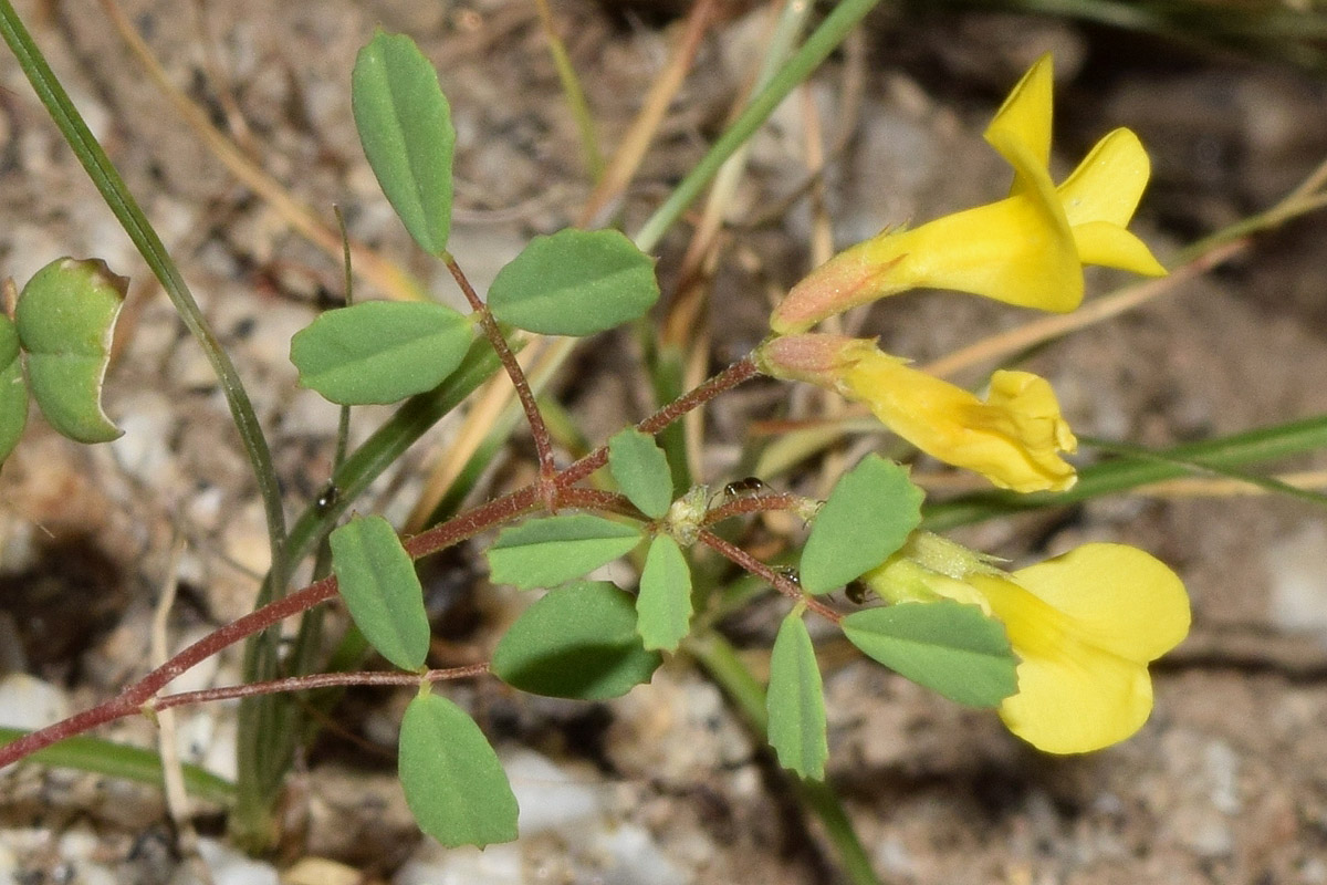 Изображение особи Trigonella grandiflora.