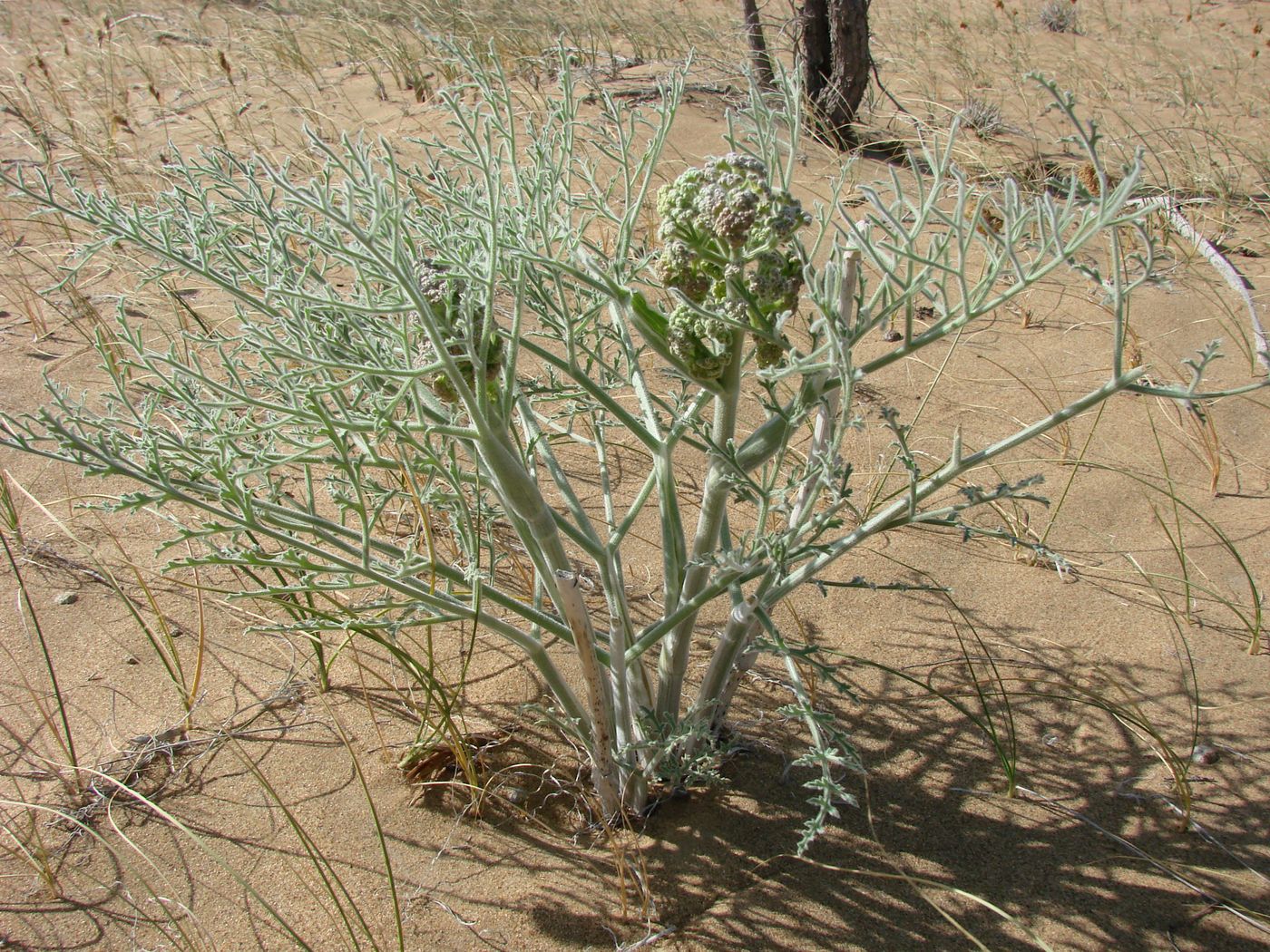 Image of Ferula litwinowiana specimen.