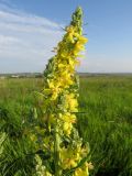 Verbascum lychnitis. Верхушка побега с соцветием. Татарстан, Новошешминский р-н, окр. пос. Совхоз «Красный Октябрь», памятник природы \"Склоны Коржинского\". 10.07.2022.