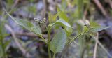 Solanum dulcamara
