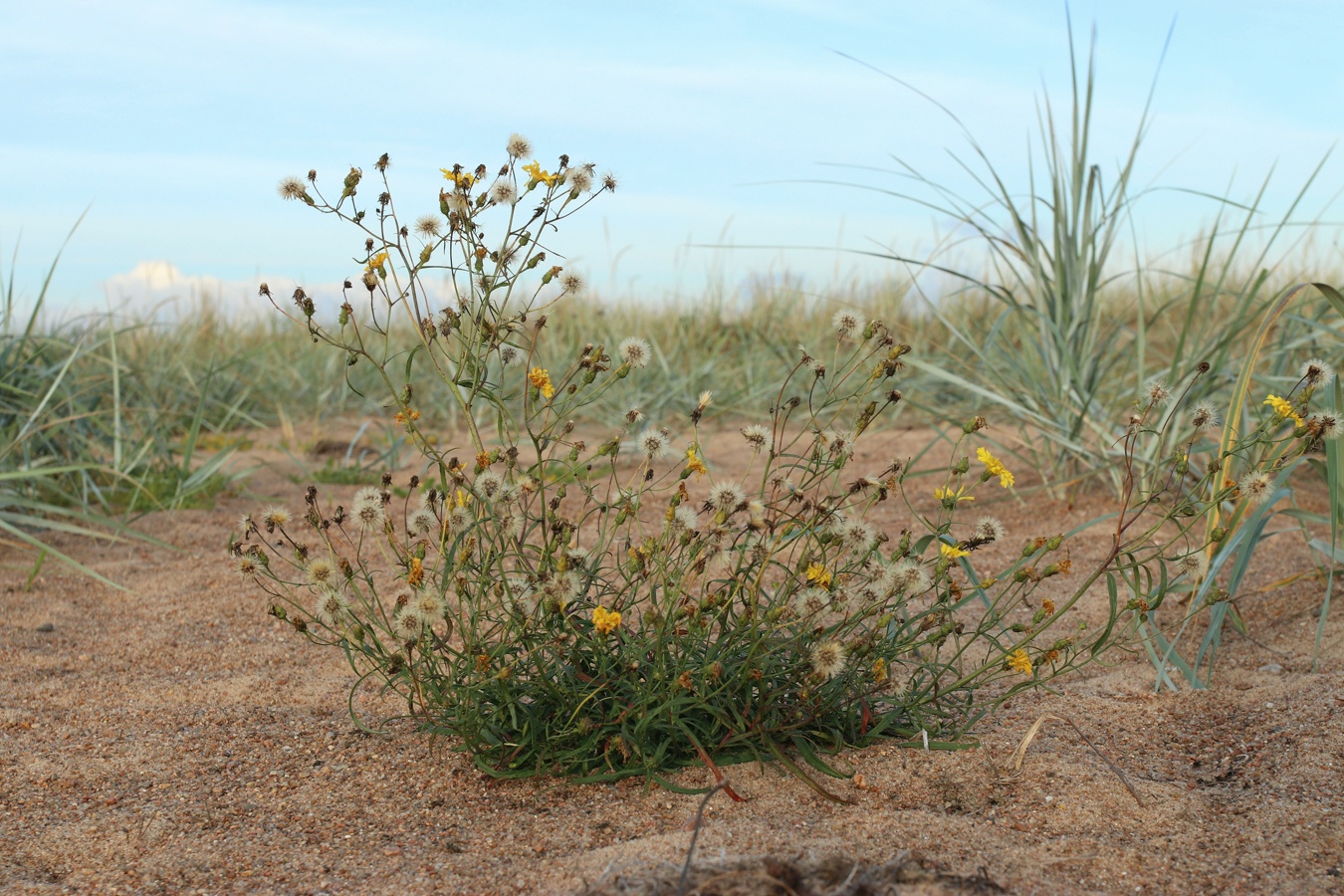 Изображение особи Hieracium umbellatum var. dunale.