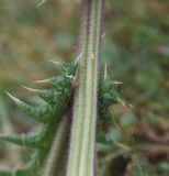 Echinops sphaerocephalus