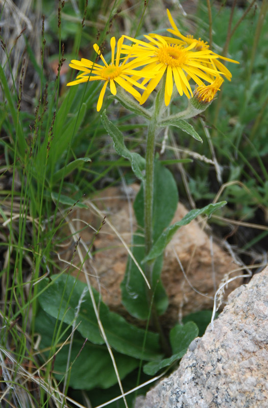 Изображение особи Tephroseris turczaninovii.