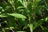 Solidago gigantea. Средняя часть побега. Республика Адыгея, окраина пос. Каменномостский, ур. Холодное, луг. 31 июля 2022 г.