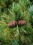 Pinus pumila. Верхушка ветви с шишками. Курильские о-ва, о-в Кунашир, кальдера вулкана Головнина, берег оз. Горячее, каменистый склон. 20.08.2022.