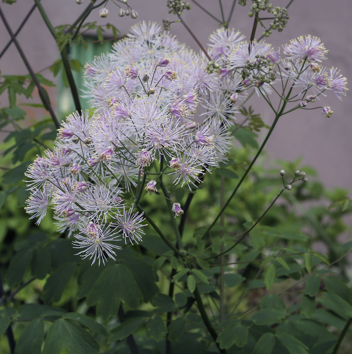 Image of Thalictrum aquilegiifolium specimen.